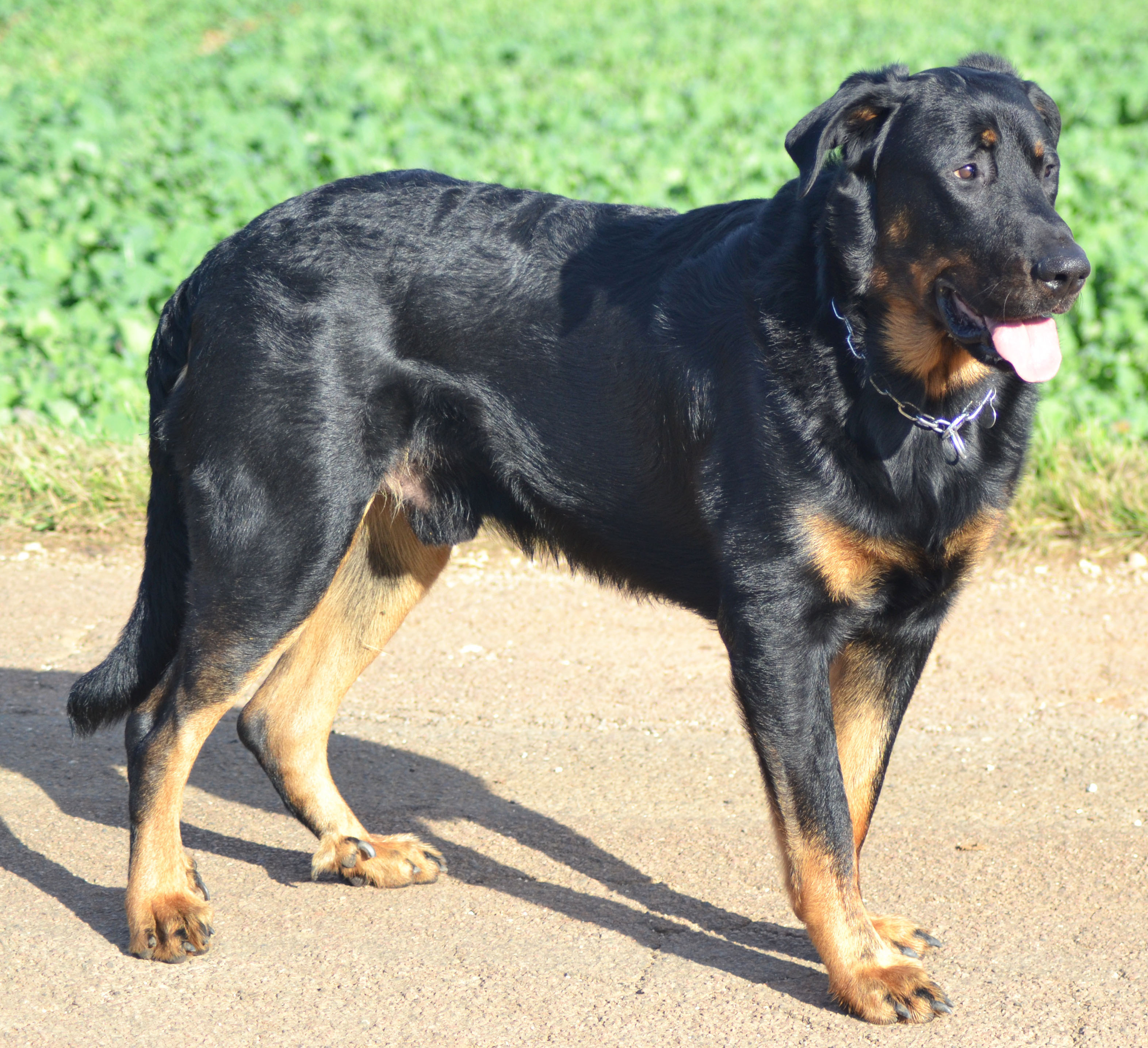 domainedelalicorne.fr photo chien beauceron photo chiot beauceron Elevage de beauceron chiot beauceron pure race élevage du clos de la licorne elevage des gardiens de la licorne elevage beauceron noir et feu authentique gros gabarits élevage de Beauceron familial sérieux et qualité domainedelalicorne.fr suivi des chiots conseil d’éducation chiot propre bas rouge santé caractère spécialiste du beauceron noir et feu ou arlequin chien rustique berger de France  nos chiots sont élevés avec amour et attention notre passion au service de la qualité Beauceron de qualité et sportif domaine de la licorne 04380 BARRAS élevage en liberté éleveur berger de beauce élevage de beauceron de travail 06 11 20 51 93 site domainedelalicorne.fr mail domainedelalicorne@gmail.com